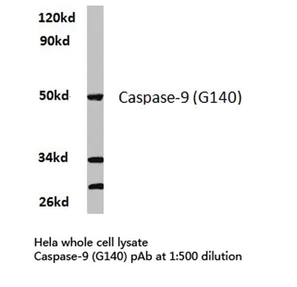 CASP9 / Caspase 9 Antibody (Gly140)