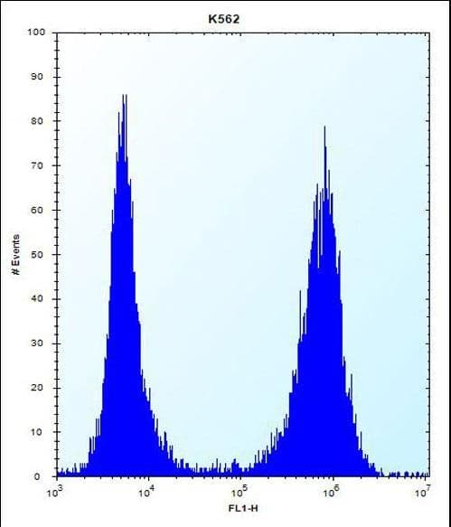 CCT8 Antibody (aa519-548)
