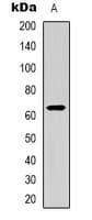 CD96 / TACTILE Antibody (Internal)