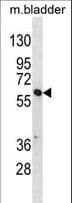 SNX30 Antibody (aa346-374)