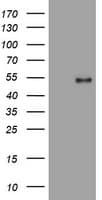 PHF7 Antibody (clone OTI1D2)