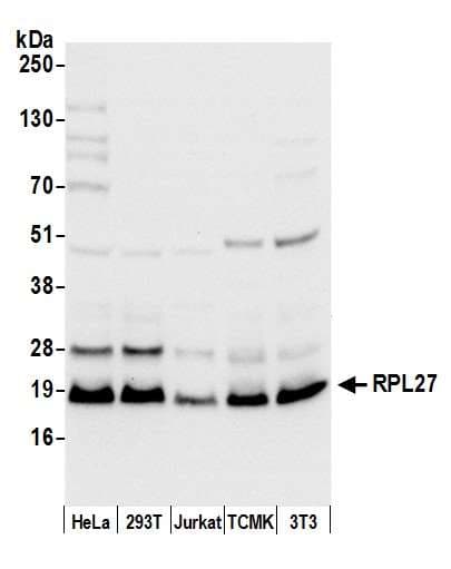 Polyclonal Rabbit anti-Human RPL27 / Ribosomal Protein L27 Antibody (aa50-100, WB)