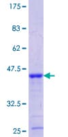 Human LRP3 Protein (Recombinant GST, N-terminus)