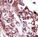 NME7 Antibody (aa25-55)