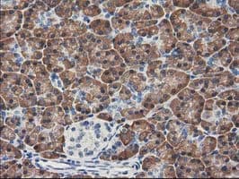 KCTD14 Antibody (clone OTI2B9)