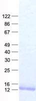 Human RPL37A Protein (Recombinant His, N-Terminal)