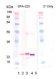 IHC-plus™ CRYAB / Alpha B Crystallin Antibody