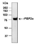 Penicillin Binding Protein 2a Antibody (Preservative Free)