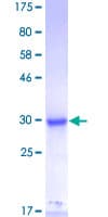 Human MED27 / CRSP8 Protein (Recombinant GST)