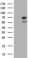 SENP2 Antibody (aa139-523, clone OTI3E7)