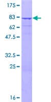 Human ZNF830 / CCDC16 Protein (Recombinant GST)