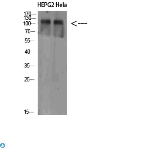 NLRX1 Antibody