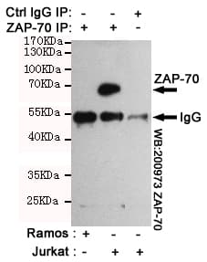ZAP70 Antibody