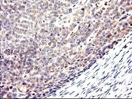 CYP2J2 Antibody (clone OTI5C5)