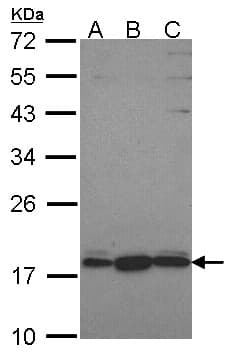 PLEKHJ1 Antibody (aa87-149)