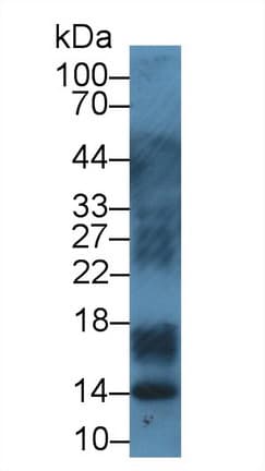 S100A12 Antibody (aa2-92)