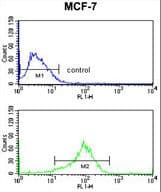 IHC-plus™ Polyclonal Rabbit anti-Human MAPK8IP1 / JIP1 Antibody (aa470-498, IHC, IF, WB)