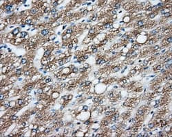 CYP1A2 Antibody (clone OTI15E2)