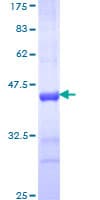 Human TRIM25 Protein (Recombinant GST, N-terminus)