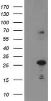 Monoclonal Mouse anti-Human Paraplegin / SPG7 Antibody (clone OTI1G4, aa300-573, IHC, WB)