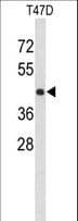 Polyclonal Rabbit anti-Human KCTD12 Antibody (aa242-269, IHC, WB)