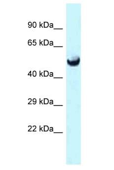 Polyclonal Rabbit anti-Mouse SLC25A25 Antibody (aa451-500, WB)