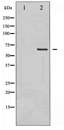 Polyclonal Rabbit anti-Human GTPase Activating Protein (GAP) Antibody (phospho-Ser387, IHC, IF, WB)