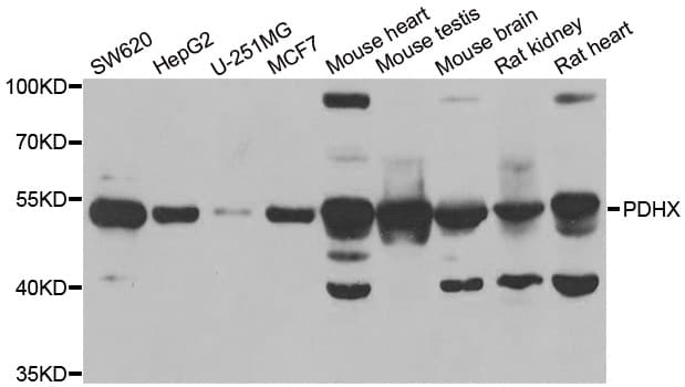 PDHX / Protein X / ProX Antibody