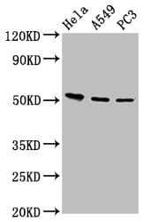 Polyclonal Rabbit anti-Human ALS2CR12 Antibody (IF, WB)