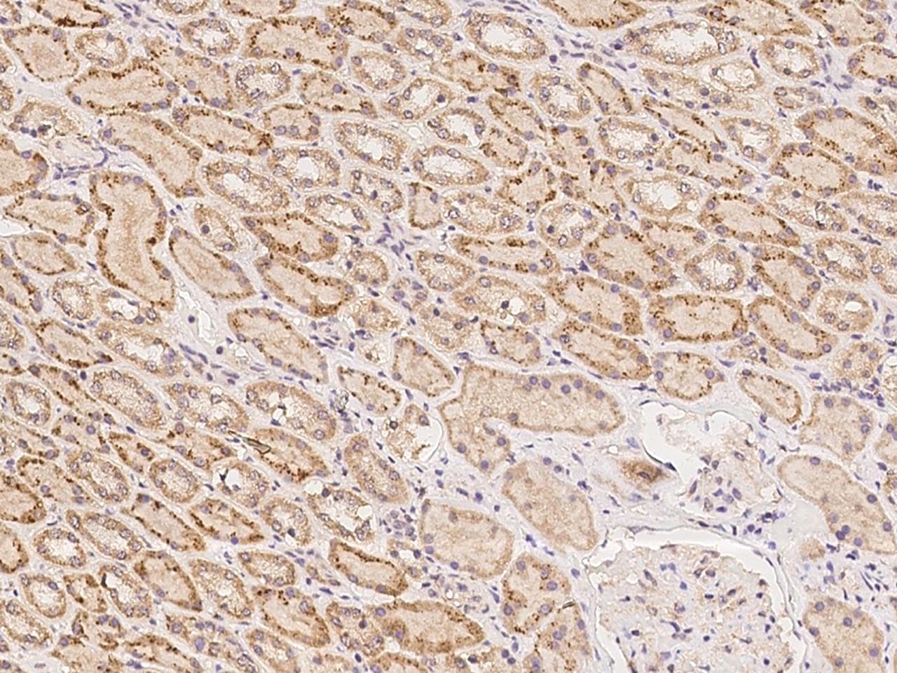 ZNF320 Antibody