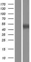 HM13 / IMP-1 / SPP Protein (Over-Expression Lysate Myc-DDK (Flag))
