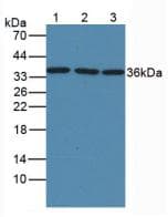 GAPDH Antibody