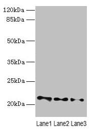 VPS25 Antibody