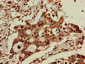 ELP6 Antibody