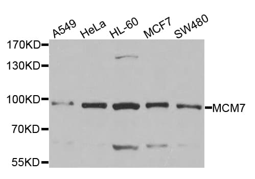 MCM7 Antibody