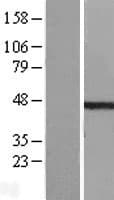TDP2 / TTRAP Protein (Over-Expression Lysate Myc-DDK (Flag))