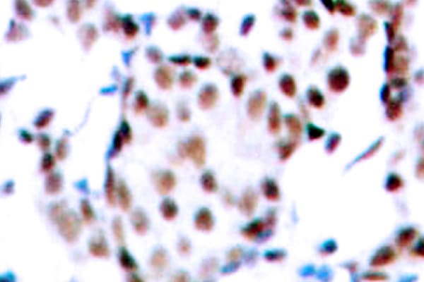 JUN / c-Jun Antibody (His164)