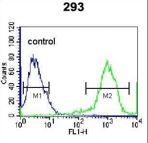 RHOXF2 Antibody (aa1-30)
