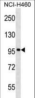 IHC-plus™ FBXL13 Antibody (aa683-710)