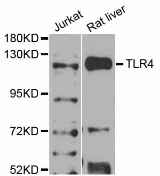 TLR4 Antibody