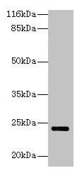 HsT19268 / MTHFS Antibody (aa2-203)