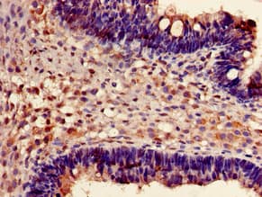 FXR1 Antibody