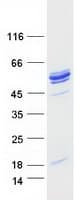 Human NAT6 / FUS2 Protein (Recombinant Myc-DDK (Flag))