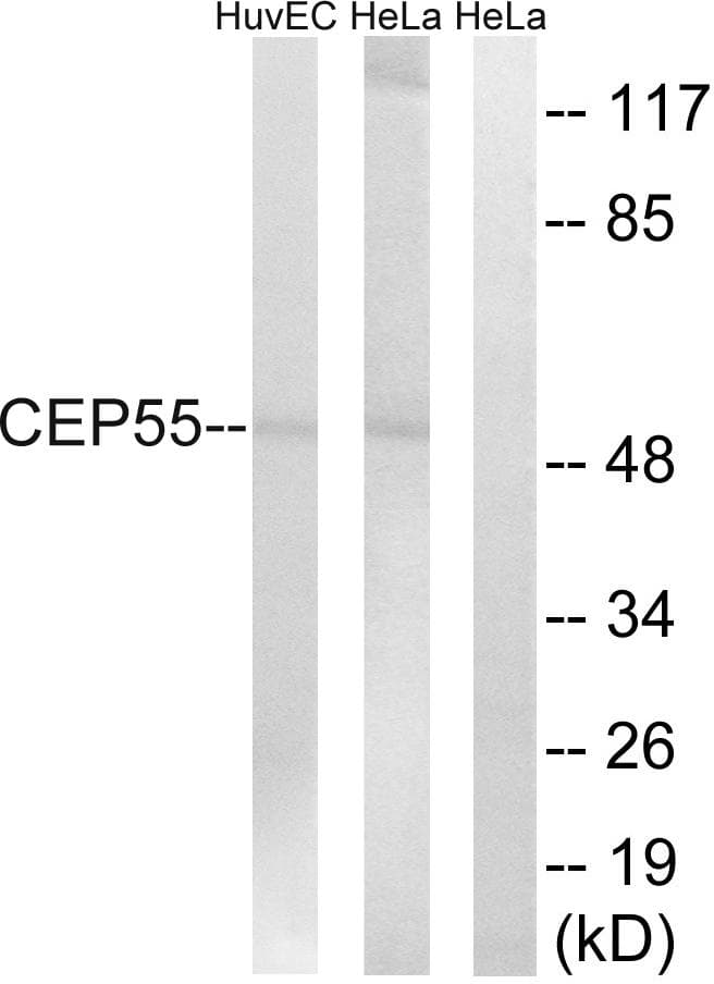 Polyclonal Rabbit anti-Human CEP55 Antibody (WB)