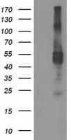 TMPRSS5 Antibody (clone OTI7C3)