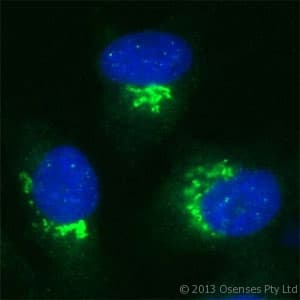 Polyclonal Rabbit anti-Human US01 / p115 Antibody (Internal, IF, WB)