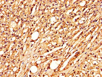 COLEC10 Antibody (aa28-277)
