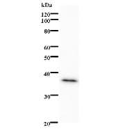 PPARA / PPAR Alpha Antibody (clone 467D1a)