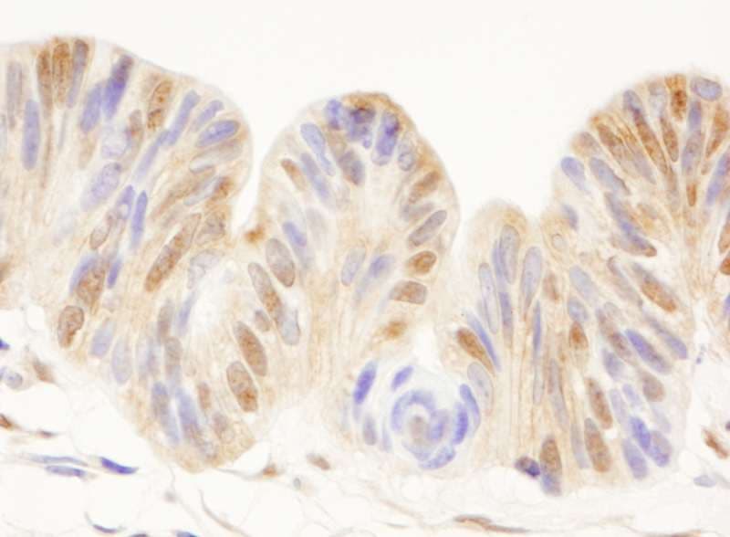 CDC25C Antibody (aa150-200)
