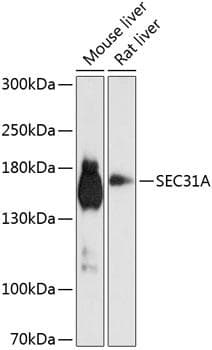 SEC31A / HSPC275 Antibody